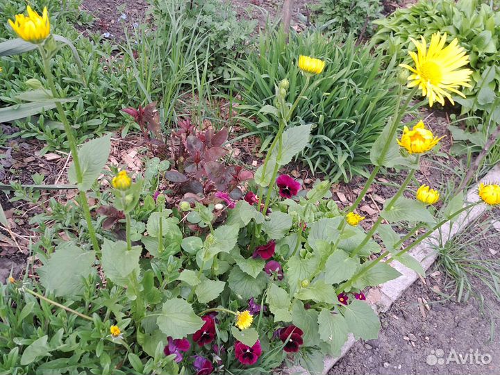 Дороникум восточный,ромашка желтая