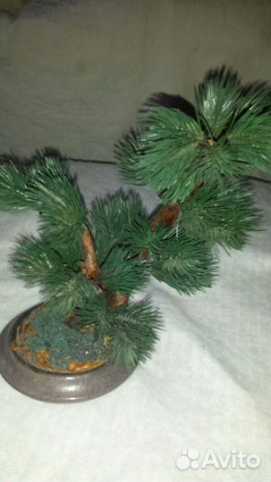 Бонсай декоративный Сосна японская 90-х г