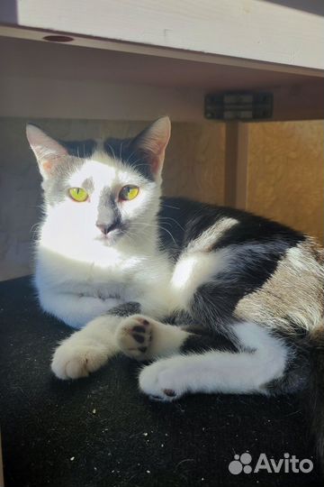 Кошечка София