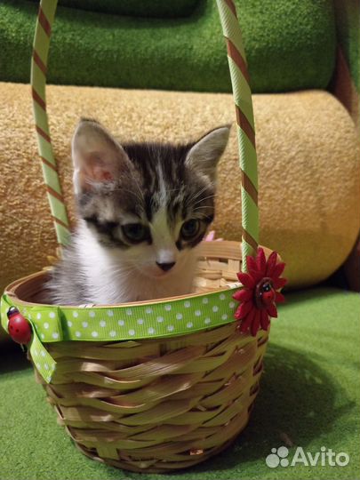 Котята в добрые руки бесплатно