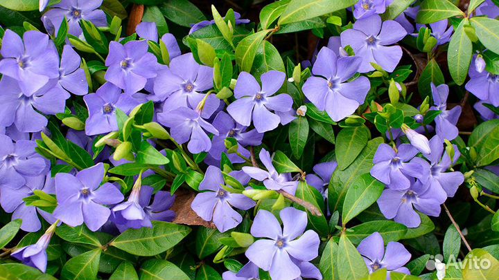 Садовые многолетники