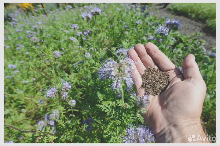 Фацелия, семена от производителя оптом