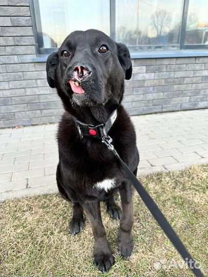 Лабродор (метис)