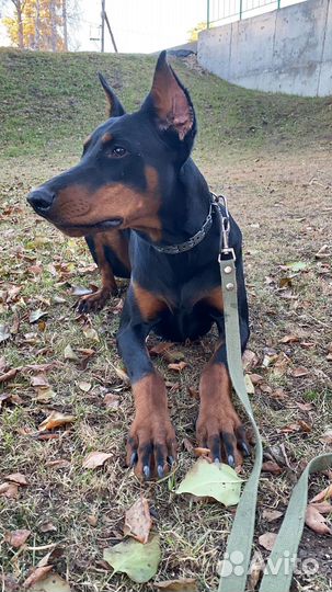 Щенки добермана