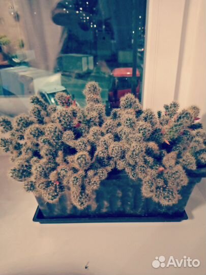 Кактусы маммилярия.Эхинопсис