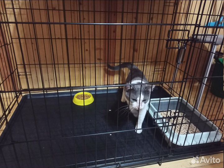 Кошки бесплатно