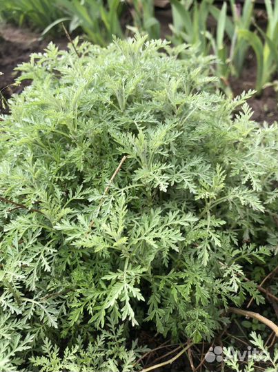 Полынь Шмидта, многолетние растения для сада дачи