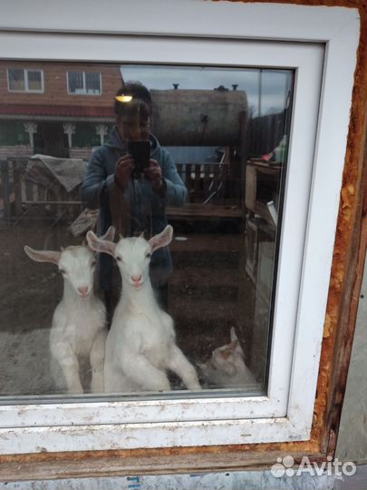 Козочки зааненские