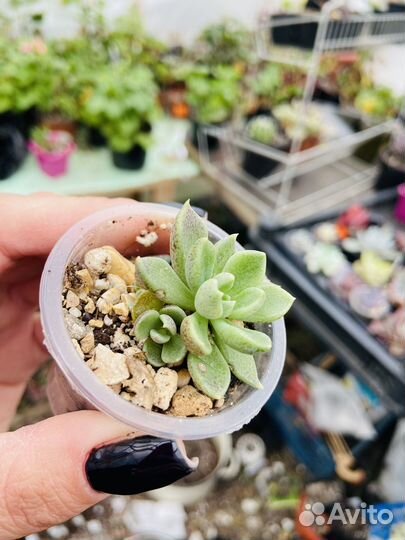 Суккуленты