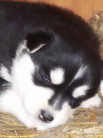 Хаски,девочки