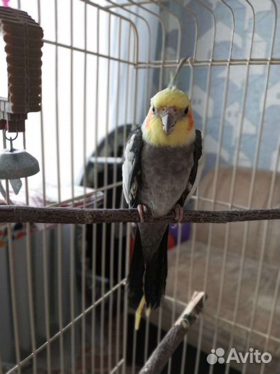 Попугай корелла самец с клеткой