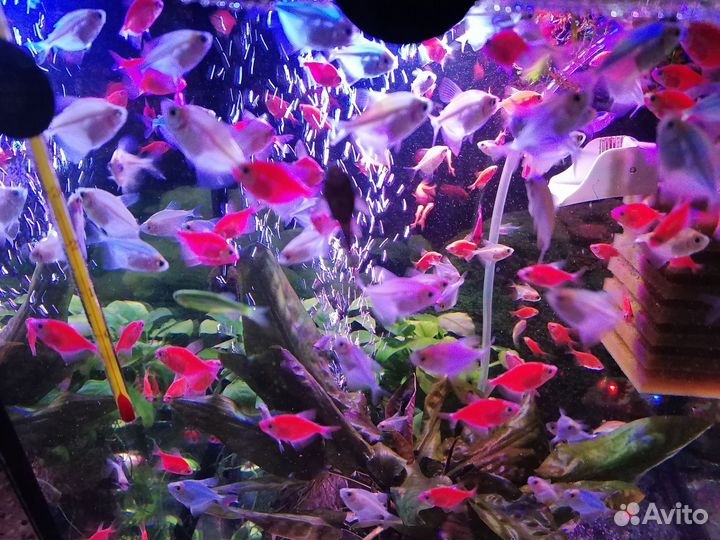 Аквариумные рыбки