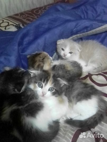 Вислоухие котята