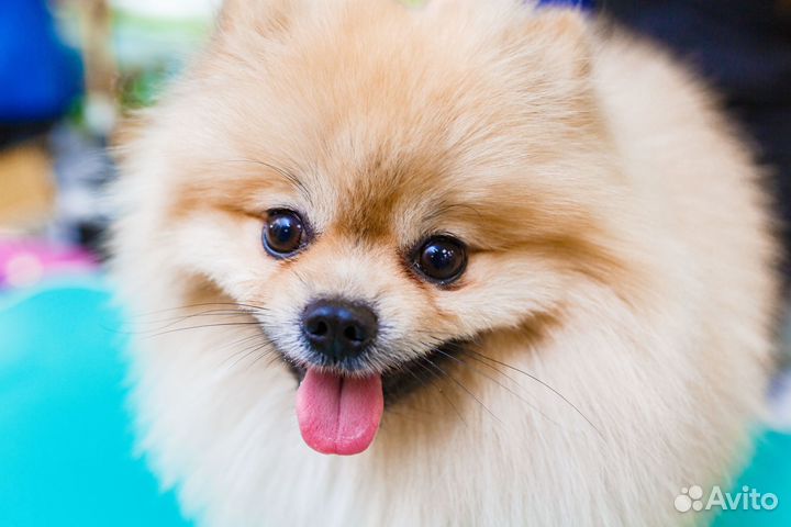 Груминг собак