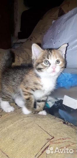 Котенок в добрые руки