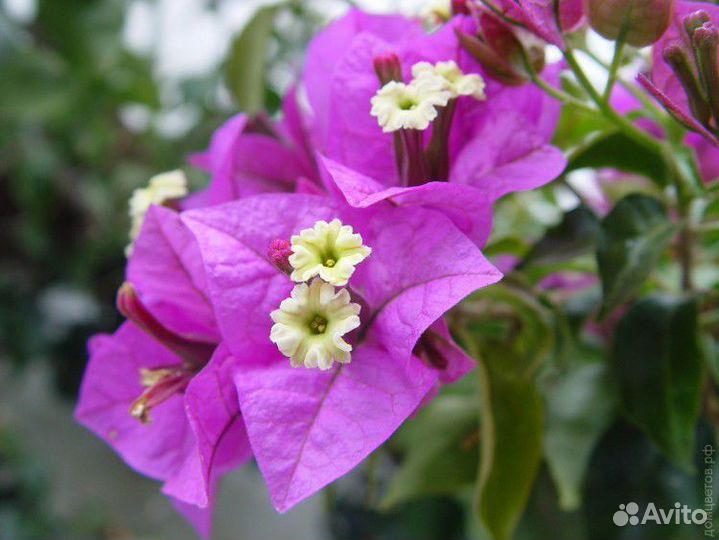 Бугенвиллия взрослая