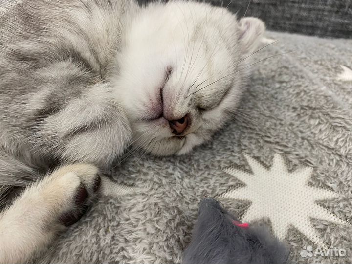 Шотланская вислоухая кошка