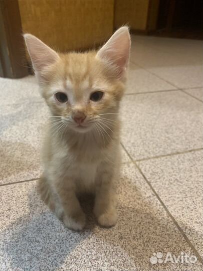 Котенок в добрые руки