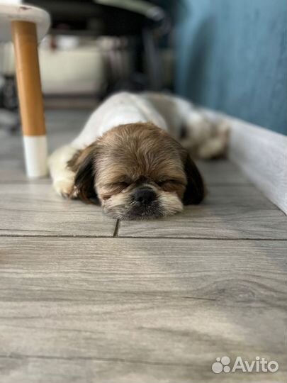 Собака шицу