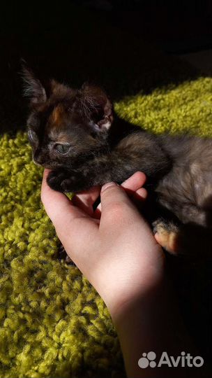 Котенок девочка с необычной расцветкой