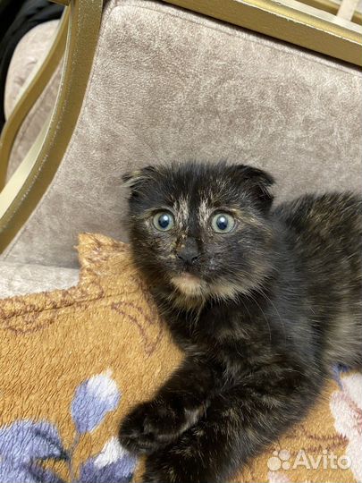 Шотландский котенок