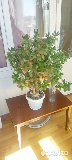 Денежное дерево. Толстянка