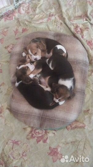 Щенки бигль