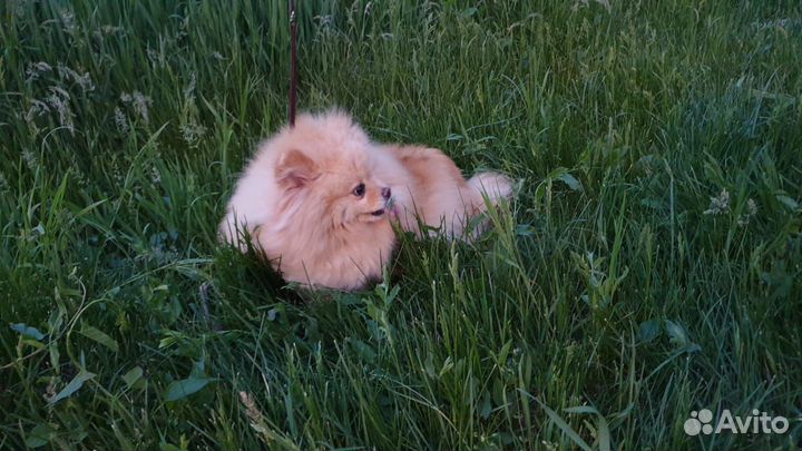 Померанский шпиц