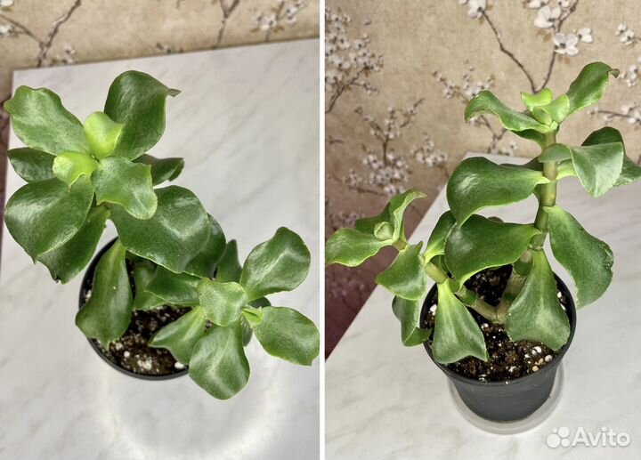 Крассула, мурдания, колеус