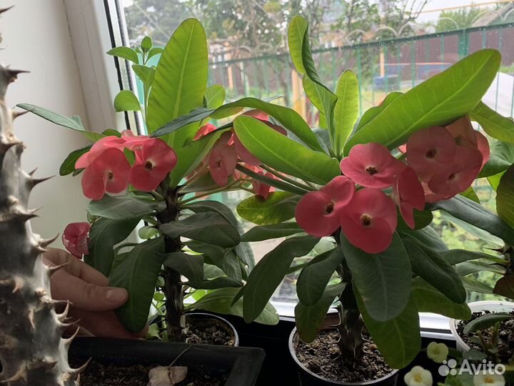 Комнатные цветы (мили,кактусы )