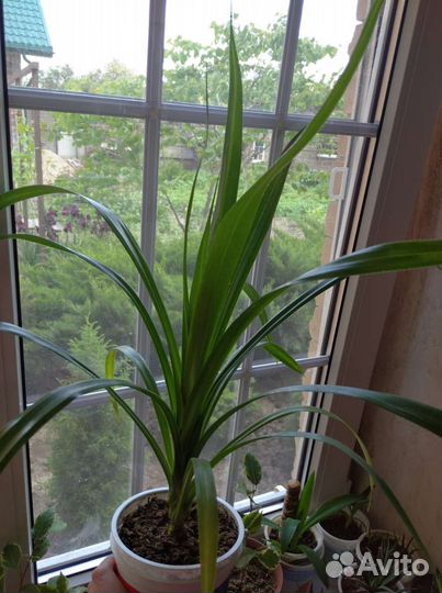 Панданус (винтовая пальма)