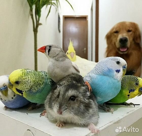 Передержка мелких домашних животных