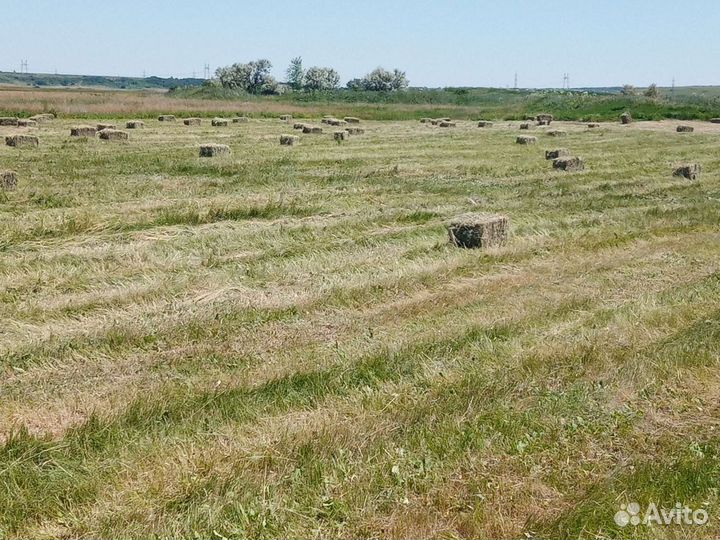 Сено луговое в тюках