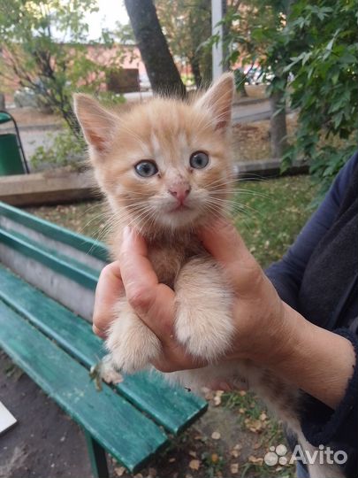 Отдам в добрые руки