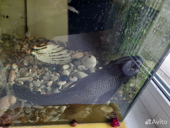 Аквариум с сомом