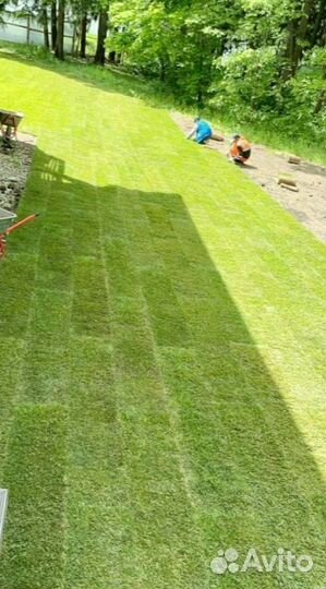 Рулонный газон 