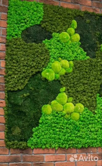 Стабилизированный ягель мох