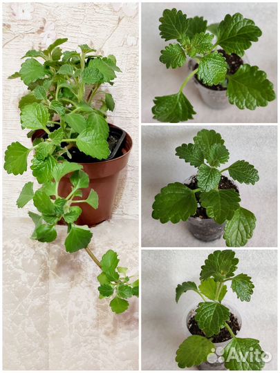 Плектрантусы сортовые