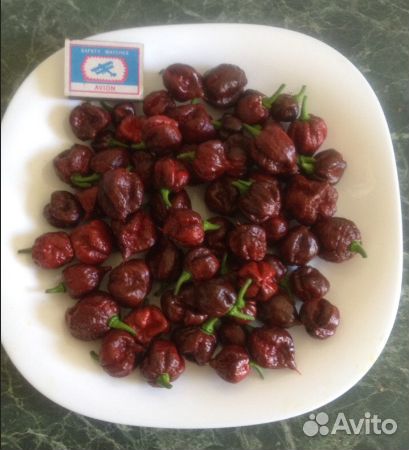 Острый перец Trinidad Douglah (7 Pot Chocolate)