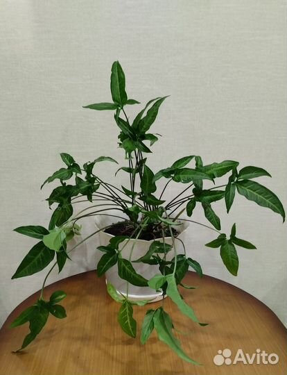 Комнатные растения