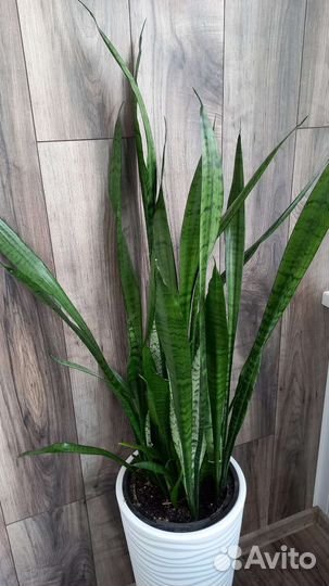 Сансевиерия