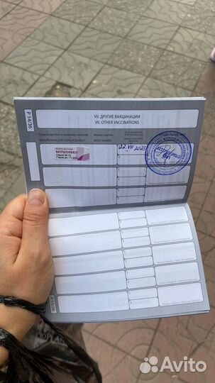 Абиссинская кошка