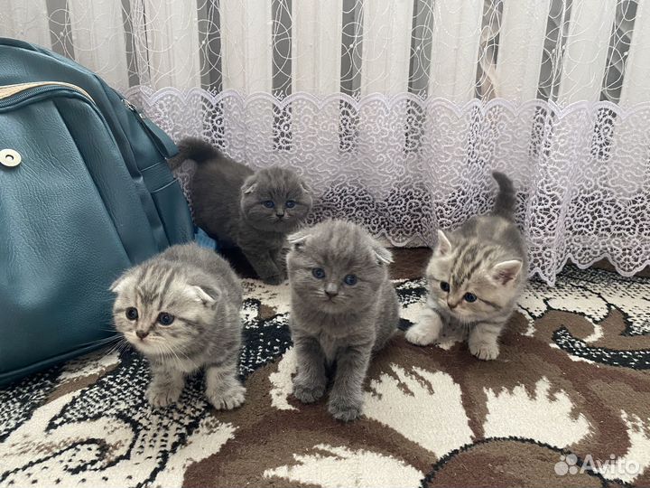Продам очаровательных котят