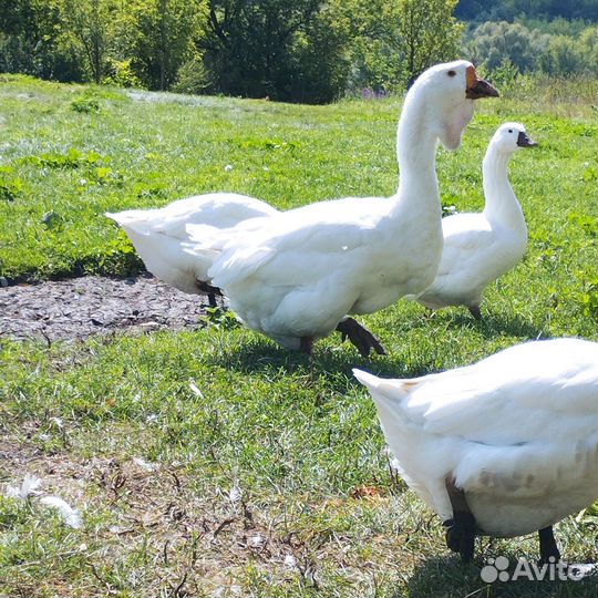 Холмогоры гуси