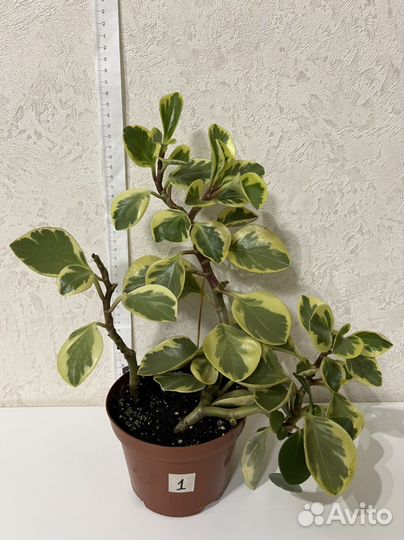 Пеперомия туполистная вариегатная