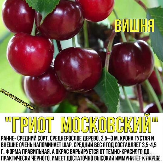 Вишня, черешня, сливы, яблони, груши,персик