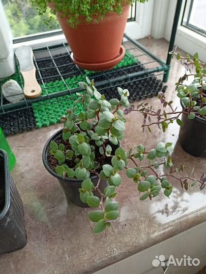 Каллизия ползучая