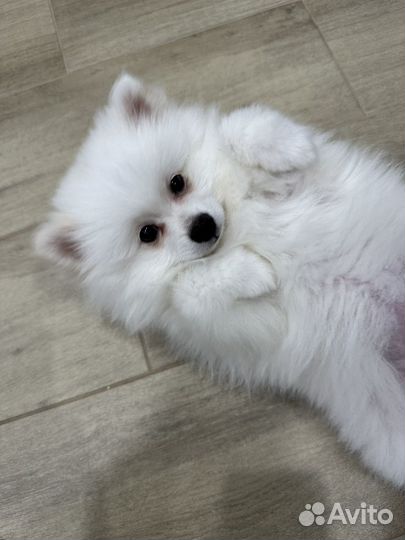 Щенок шпица девочка