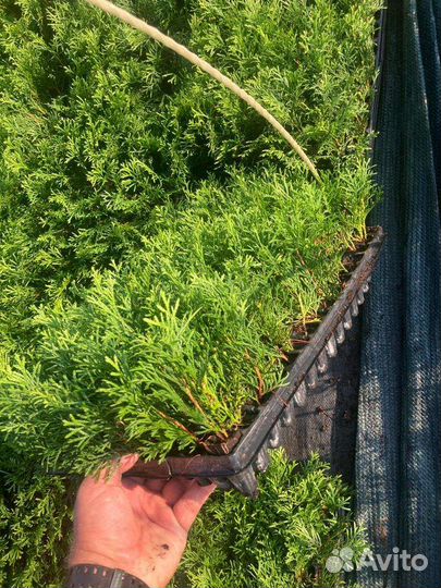 Рассада туи смарагд в касетах и п9