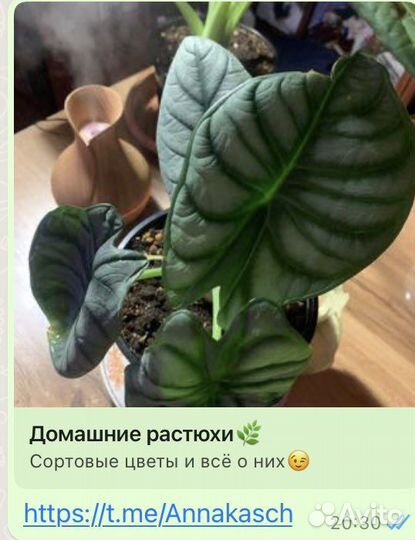 Комнатные растения цветы